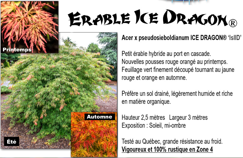 Acer x pseudosieboldianum ICE DRAGON TM