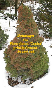 Dommages_hiver_Picea_glauca_Conica