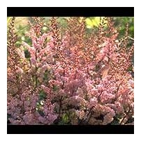 ASTILBE chinensis 'Serenade'