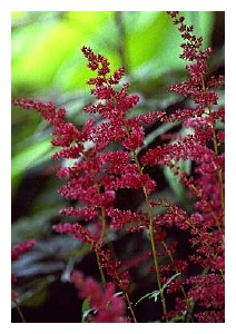 ASTILBE x arendsii 'Fanal'