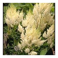 ASTILBE x arendsii 'White Gloria'