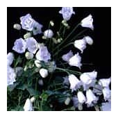 CAMPANULA cochleariifolia 'R.B.Loder'