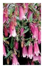 CAMPANULA punctata 'Cherry Bells'