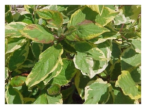 CORNUS alba 'Gouchaultii'