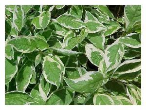 CORNUS alba 'Ivory Halo'