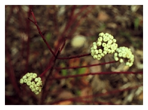 CORNUS alba 'Siberian Pearls'