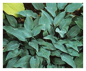 HOSTA tardiana 'Haspen Heron'