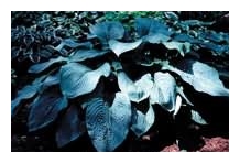 HOSTA x 'Blue Angel'