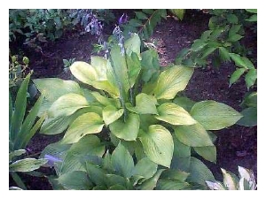 HOSTA x 'Gold Regal'