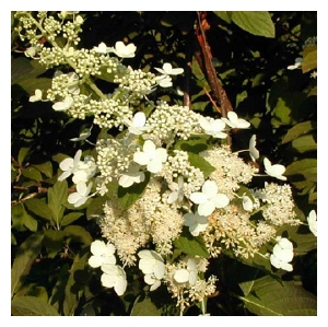 Hydrangea paniculata 'Brussel's Lace'