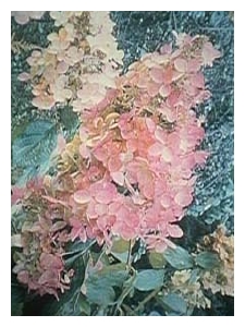 Hydrangea paniculata 'Burgundy Lace'