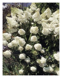 Hydrangea paniculata 'Grandiflora'