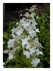 Hydrangea paniculata 'Kyushu'