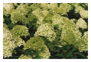 Hydrangea paniculata 'Limelight'