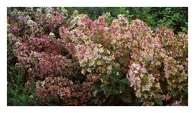 Hydrangea paniculata 'Pink Diamond'