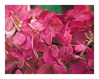 Hydrangea paniculata 'Ruby'