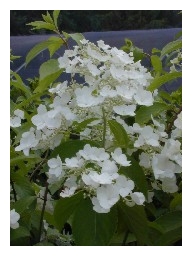 Hydrangea paniculata 'White Moth'