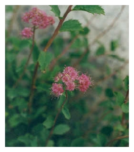 SPIRAEA densiflora 'Summer Song'