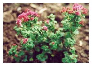 SPIRAEA japonica 'Bullata'