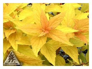 SPIRAEA japonica 'Gold Mound'