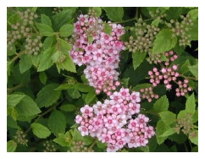 SPIRAEA japonica 'Japanese Dwarf'