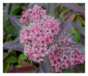 SPIRAEA japonica 'Neon Flash'