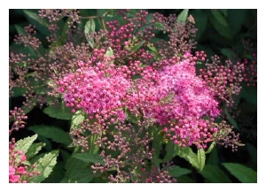 SPIRAEA japonica 'Anthony Waterer'