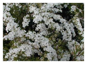 SPIRAEA nipponica 'White Carpet'