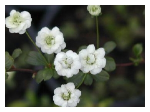 SPIRAEA prunifolia 'Plena'