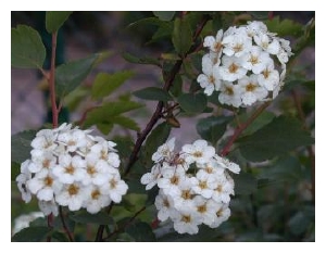 SPIRAEA x van houttei 'Renaissance'