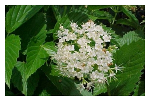 VIBURNUM dentatum 'Perle Bleue'