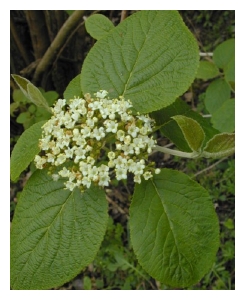 VIBURNUM lantana