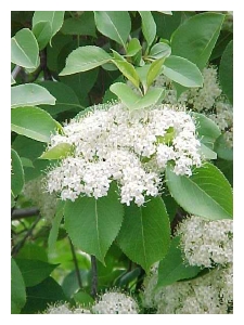 VIBURNUM lentago