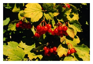 VIBURNUM opulus 'Harvest Gold'