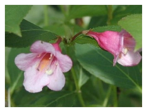 WEIGELA x 'Pink Delight'