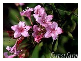 WEIGELA x 'Polka'