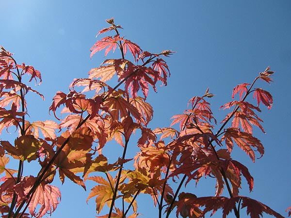 ACER pseudosieboldianum 'North Wind' Tm