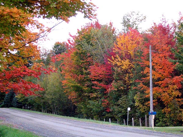 Les Feuilles changent de couleur en automne