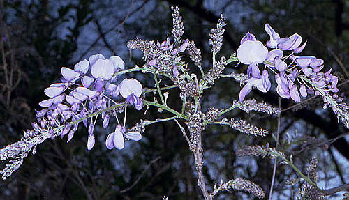 Fleurs de Glycine Lawrence