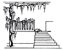 Glycine bien taille et tuteure