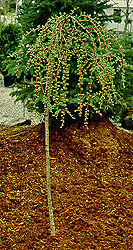 Larix_decidua_Pendula