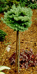 Larix_kaempferi_Blue_Dwarf