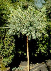 Larix_laricina_Little_Blue_Ball