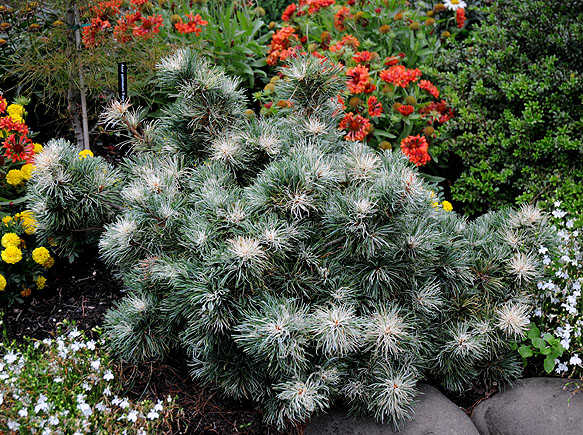 Pinus parviflora 'Tanima no Yuki'