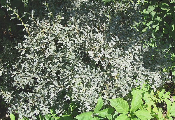 Salix lapponum