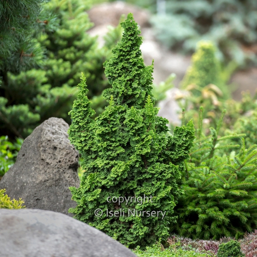 THUJA occidentalis PRIMO Tm