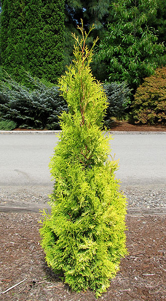 Thuja occidentalis 'Jantar'