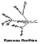 rameau florifre de wisteria